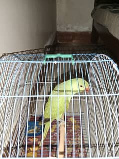 Green ringneck hand tame baby 4.5 months