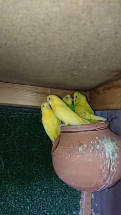 Australian budgies