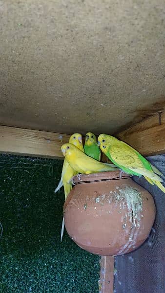 Australian parrots 2