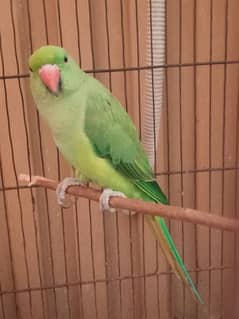 Raw parrot male no handtrain