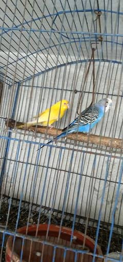 7 pieces available full breeder budgies with eggs
