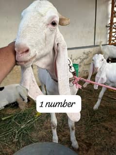 goat for sell