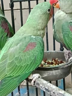 Raw Kashmiri Pahari parrot pair