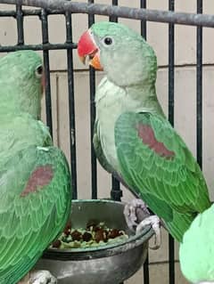 Raw Kashmiri Pahari parrot pair