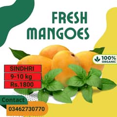 Mirpurkhaas Mangoes Export quality
