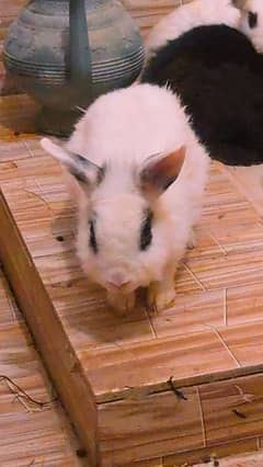 cute black and white bunnies for sale