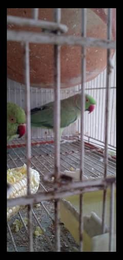 talking Ringneck breading pair for sale