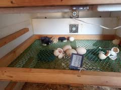 Incubator