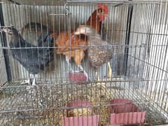 hens mail female mix