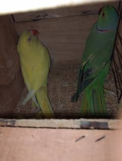 Yellow Ringneck / Green Ringneck / parrot for sale