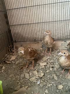 irani teeter chicks
