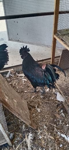 Ayam Cemani Male / Polish Male / Phoenix male / Black Bantum female
