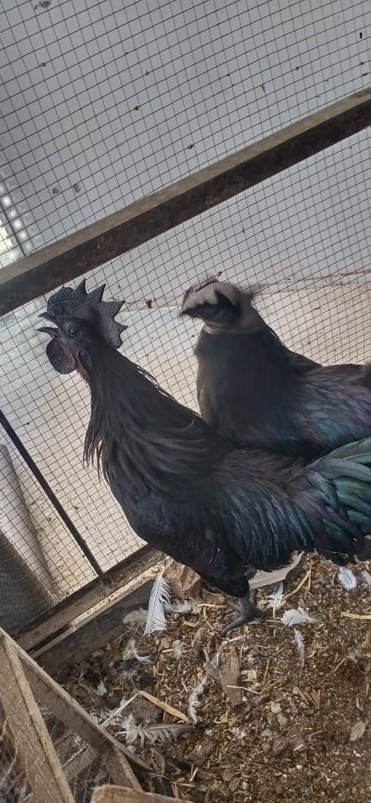 Ayam Cemani Male / Polish Male / Phoenix male / Black Bantum female 1