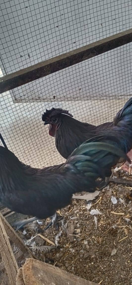 Ayam Cemani Male / Polish Male / Phoenix male / Black Bantum female 2