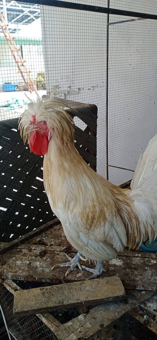 Ayam Cemani Male / Polish Male / Phoenix male / Black Bantum female 3