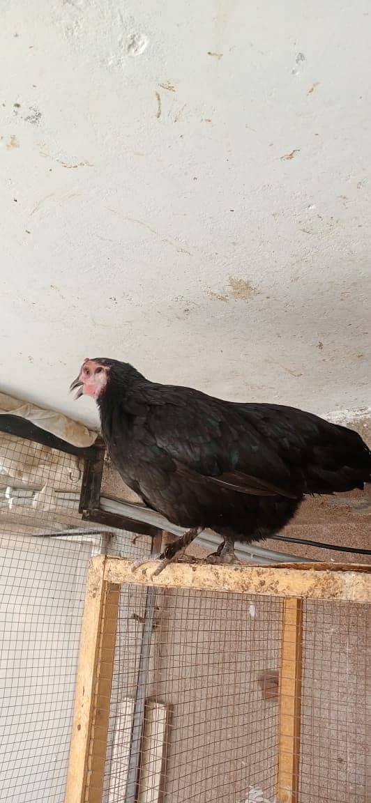 Ayam Cemani Male / Polish Male / Phoenix male / Black Bantum female 6