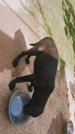 labrador female puppy available 0/3/1/6/5/5/6/6/4/3/3