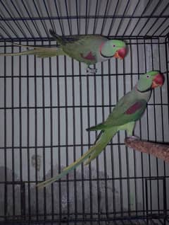 Raw Parrot / Parrot for sale