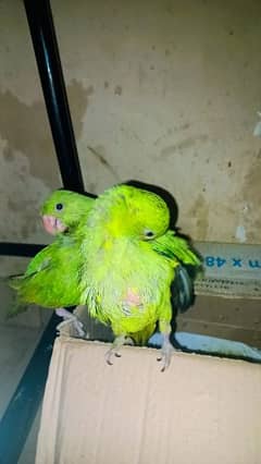 Ringneck chick age 60 days Active and health