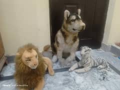 2 lions and 1 big wolf
