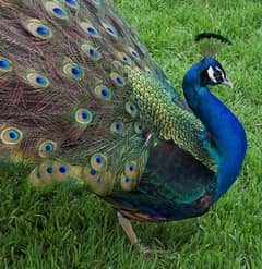 peacock Moor chicks for sale