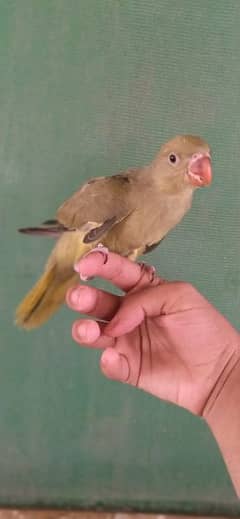 Olive ringneck chick available.