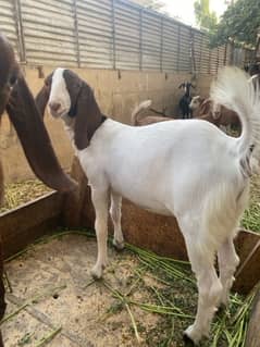 female goat bakri bachay dene wali  / baby goats / bakray kei bachay