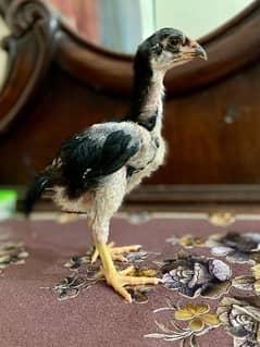java aseel chick. s for sale