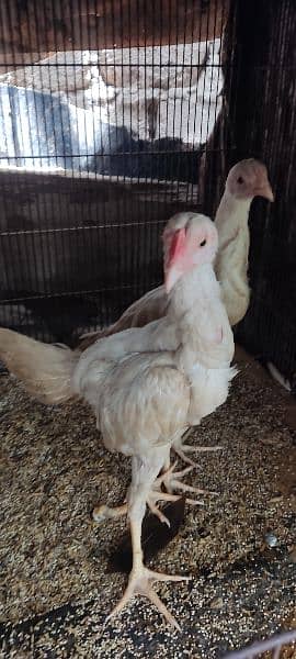 Heera chicks for sale 0