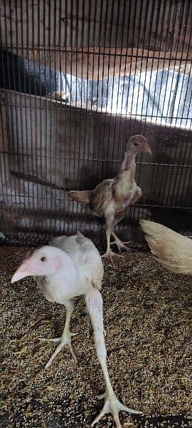 Heera chicks for sale 1