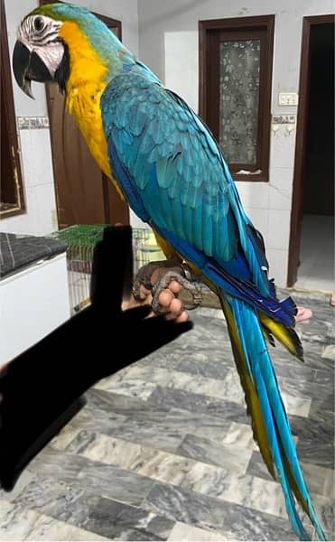 blue and gold macaw 0