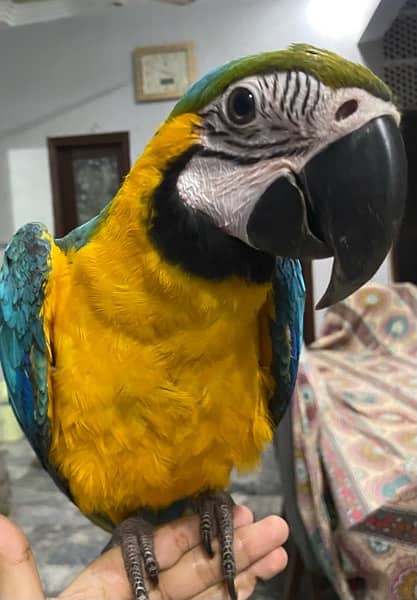 blue and gold macaw 1