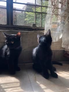 Unique black Persian kittens