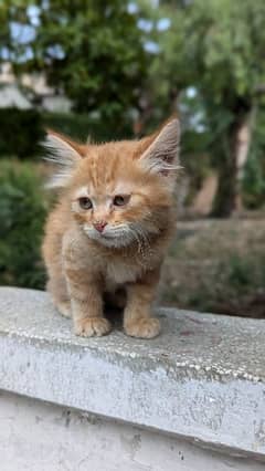 Persian kitten for sale