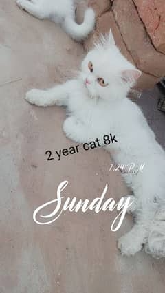 Persian cats urgent sale
