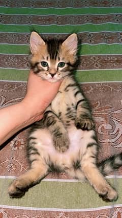 brown Persian kitten