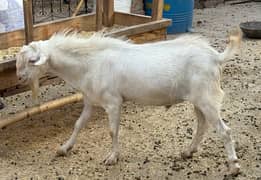 Pure gulabi tadi goats 1 Male and 3 Females and childs