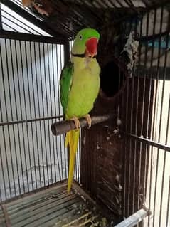 Raw parrot breaded pair