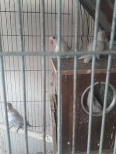 blue pasnata and love bird for sale
