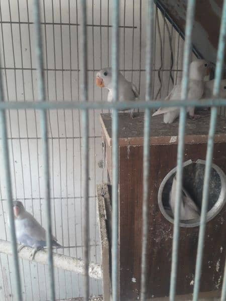 blue pasnata and love bird for sale 0