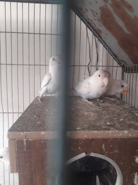 blue pasnata and love bird for sale 1