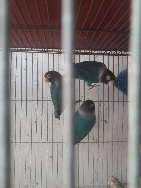 blue pasnata and love bird for sale 2