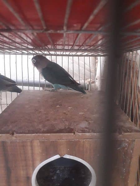 blue pasnata and love bird for sale 3