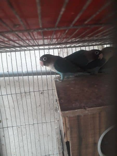 blue pasnata and love bird for sale 4