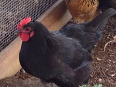 Australorp Male