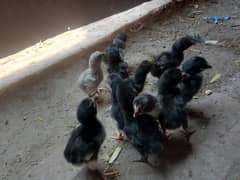 Thai caross aseel chicks 03014237451 call me