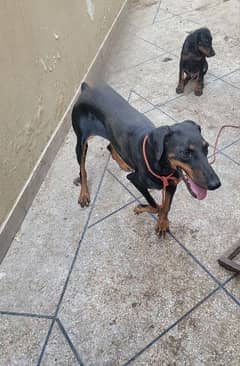 Breeder Doberman female with a pair of female Puppies