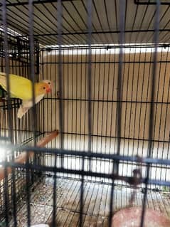 for sale laga hua pair ha sub or cage for or box b