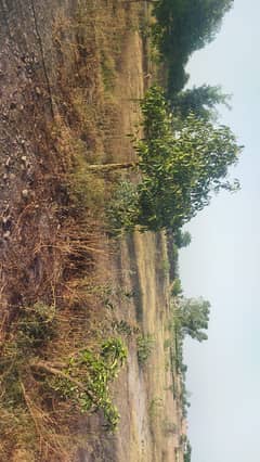 1 Kanal Plot Urgent Sale