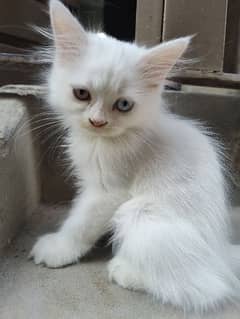 Double eyes Persian Cat